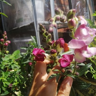 puppycat 4 life
artist 🐛 🐙 plant dad 🌿
gateshead//brum
https://t.co/nDbM6JnykB…