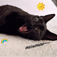 Black Cat Sibyl(@sibyltheblackc1) 's Twitter Profile Photo