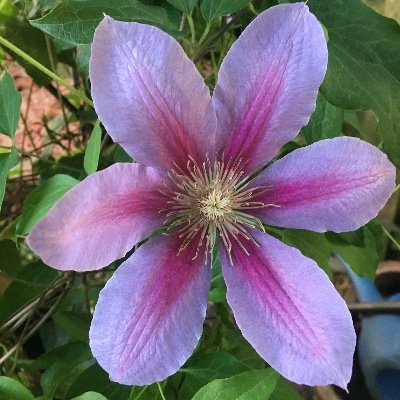 pairadocs15's profile picture. 