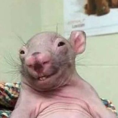 ZsomborTth1's profile picture. 