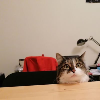 Si vous aimez les câlins pas tro long quand même, faire tomber les objets et réclamiauler ke c'est ici ke vous vous chabonnez.
PATÉPOULÉ