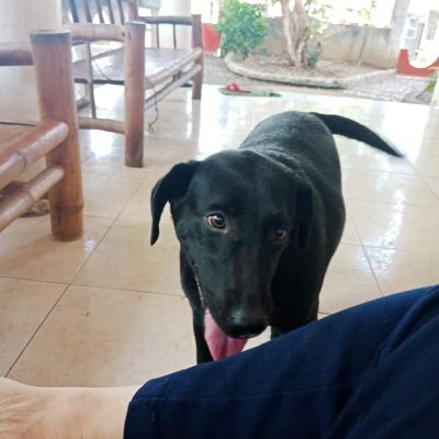 paws_ollie's profile picture. Gonna start a youtube channel soon. Hoping you'd support my pawsts 🐾
#WandaOllie #Labrador