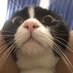 cat (@jingpinmihoutao) Twitter profile photo cat (@jingpinmihoutao) Twitter profile photo