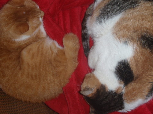 SouthernReverie's profile picture. Avid yard saler - I love to make things and collect things. Stop by and visit my Etsy shop called Southern Reverie.