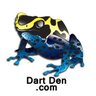DartDen's profile picture. Dart Den - a friendly, diverse, community dedicated to keeping and breeding Dendrobatidae tropical Central and South American Dart Frogs,  since 2004.