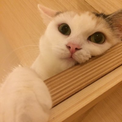 sippo_kuro's profile picture. 壁打ちアカウントです。イントネーションはポッポと同じ。