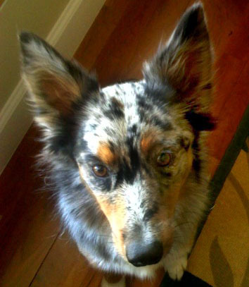 LaurenInLake's profile picture. Local columnist watching the twists and turns of life in Lake County, Florida. With help from her troublesome big-eared dog, Lola.