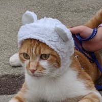 キー太 (@ccm31iuoaxsmbqw) 's Twitter Profile