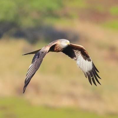 Wildlife enthusiast, trail camera user, occasional amateur photographer. Also volunteer with Naturespy for Yorkshire Pine Marten Project. North York Moors.