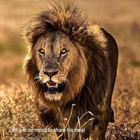 العم قراقوش (@abodi26062009) 's Twitter Profile