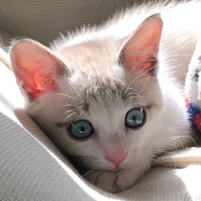 しゃむ猫ぱんち Cat Jabjab Twitter