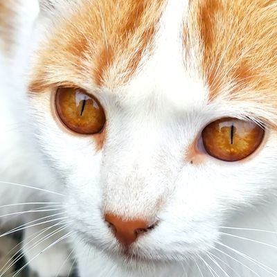 Velezandresfel's profile picture. Me gusta el campo!