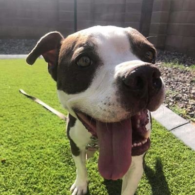 Hi! I am Phinny and I am a very special pitty mix from Best Friends Animal Society. I am 8 years old and live with the bestest people in the world!