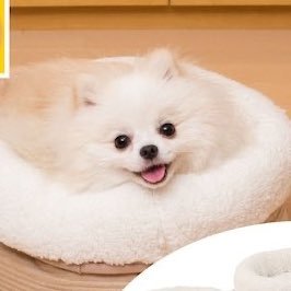 ぽかぽかポメラニアンさんのプロフィール画像