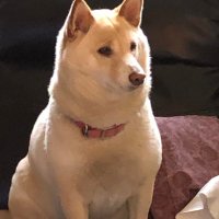 Angie D (@angiedee64) 's Twitter Profile