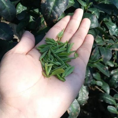 Chunmee Green Tea Biggest Manufacturer in China
Contact:
Wechat: csf1220
Whatsapp: +86 13632829395
Email: sales01@chunmee-tea.com