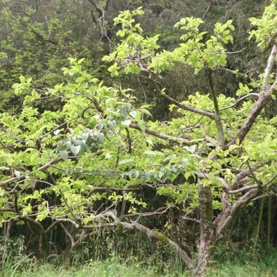 聖屋 朝涼 あさすず という言葉が好きで秋の始まり の頃についつい使っていましたが 夏の朝の涼しいことをいうみたいです 私の間違いのもとは北原白秋の詩 木槿は秋の季語だし 言い訳 最後のリフレインが好き 聖屋 朝涼 あさすず という言葉が好きで秋の始まり の頃についつい使っていましたが 夏の朝の涼しいことをいうみたいです 私の間違いのもとは北原白秋の詩 木槿は秋の季語だし 言い訳 最後のリフレインが好き