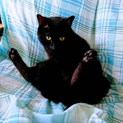 O Xrhsths 石野 Sto Twitter かわいいンゴ わいのイッヌとネッコもみて O Xrhsths 石野 Sto Twitter かわいいンゴ わいのイッヌとネッコもみて