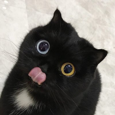 1fanmeow Profile Picture