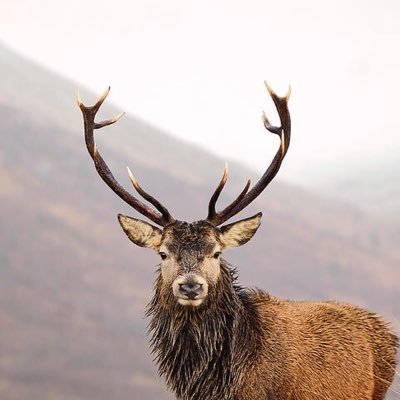 JPMF_Kilmore's profile picture. 