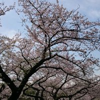 P (べぇ) (@tty95124) 's Twitter Profile