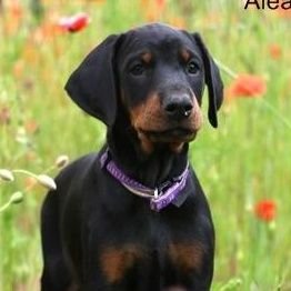 Effectrix1's profile picture. Offizieller Account von Effectrix😎
YouTube: https://t.co/FBNRVnXrJp

Effi Cord🎙️:https://t.co/CxWD9p4vHM