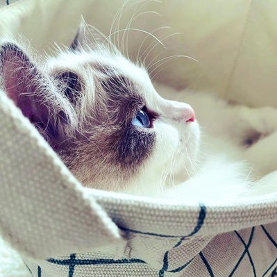 Living in Tokyo with my fluffy friends, a Ragdoll cat and a Maltipoo dog. They often quarrel but bring so much joy to my life.