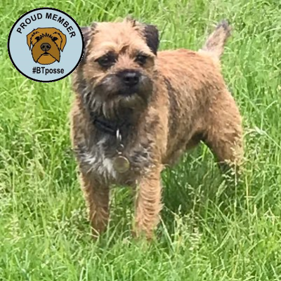 I’m Archie the border terrier and I like chasing rabbits and eating chew sticks #BTPosse 🐾🌈 #dogsoftwitter #BorderTerrier #NHS