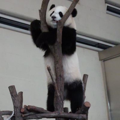 hamapanda170820's profile picture. 