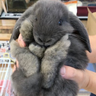 ジョージのうさハムライフ 似てる 笑 ハムスター キンクマハムスター ポケモン ラッタ