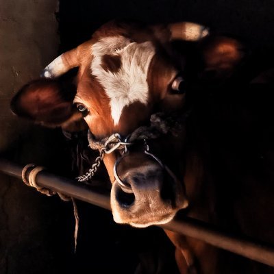 bird47602937's profile picture. 真相只有一个 那就是真相本身