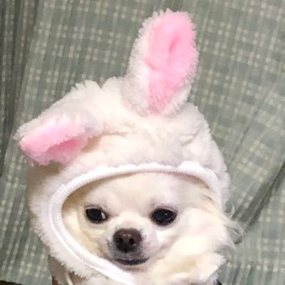 しろ〆たまさんのプロフィール画像