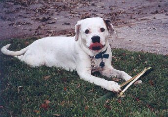 boofee's profile picture. https://t.co/74TsKAVEkf | https://t.co/tNM79MKugV