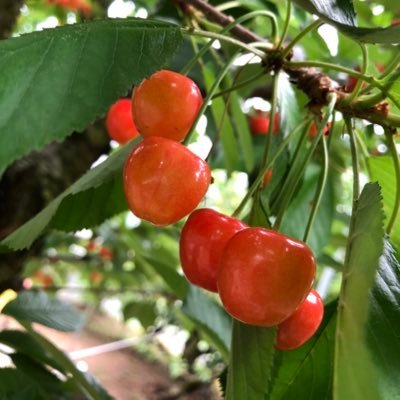 s5yuiC9zheQRU8R's profile picture. 少しだけ政治と日本のことに興味を持ちはじめた人です。😊 日本という国に生まれたことへの感謝と誇りを🇯🇵無言フォロー失礼します。🙇‍♂️無言でのフォローしちゃってください😂