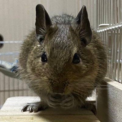 2020年フィールドガーデンさんでアグーチのピカチュウを飼い始めました！🐀 今までに色々飼ってきたことあるけど、こんなにメロメロになったのははじめて！💕 たくさんのデグー愛好家さんのSNS参考にして飼育してます！ 色々情報公開していきましょー↑↑✨