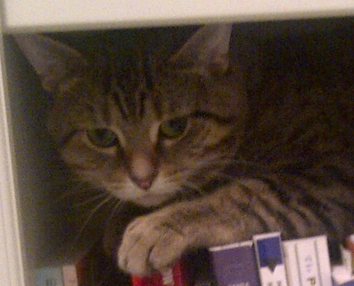 MaximusTheKat's profile picture. I am a cute, cuddly and intelligent kitty-cat.  I want to make the world a better place for all animals!