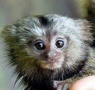 A friendly monkey native to Naboo looking for a home. Beware, hes an escape artist that specializes in tracking! [[Star Wars Role Play- Pet]]