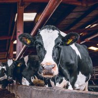 Ruminant Farm Systems Model (@rufasmodel) 's Twitter Profile