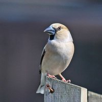 martyn wilson (@wilsonmartyn) 's Twitter Profile