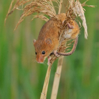 Mostly Mammals but likes  all wildlife particularly  Ladybirds, Birds, Moths, Herps, Butterflies, Dragonflies and Plants. Likes real ale and and chips.