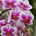 Conquistadora🌿 (@conquis18677855) Twitter profile photo Conquistadora🌿 (@conquis18677855) Twitter profile photo
