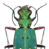 Ground Beetle Recording Scheme(@CarabidaeUK) 's Twitter Profile Photo