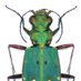 Ground Beetle Recording Scheme (@CarabidaeUK) Twitter profile photo