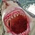 Great white (@79great) Twitter profile photo Great white (@79great) Twitter profile photo