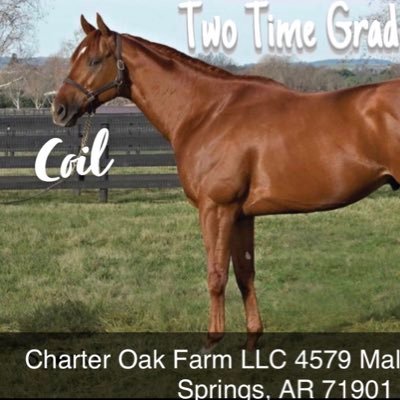 Thoroughbred Breeding farm in Hot Springs, AR Standing 2 time G1 winner, Coil