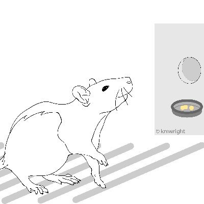 Behavioral neuroscience lab at Boston College studying threat circuitry. Maintained by @mikemcdannald.