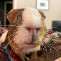 Finnegan the Guinea Pig(@FinneganPig) 's Twitter Profile Photo