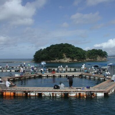 海上釣堀まるちょう Finfmarucho Twitter