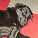 Peggy Farmer - @pfarmer2011 - Twitter