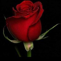 Hakan Seda (@hakanse50500911) 's Twitter Profile